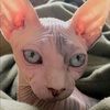 charliecampbel